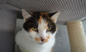 LARWA - kocia seniorka