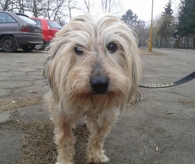 7 rad dla właścicieli adoptowanych psów