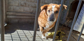 BING - szuka domu pełnego miłości