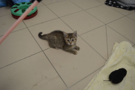 Motoryzacyjne K.O.C.I.A.K.I.- została tylko Mazda!!