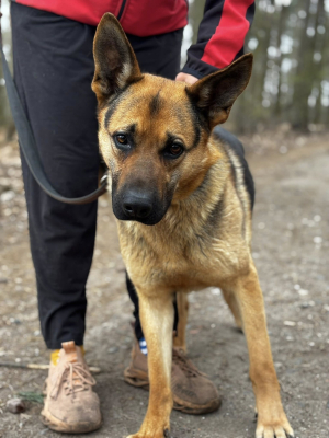 Jerry - towarzyski i aktywny