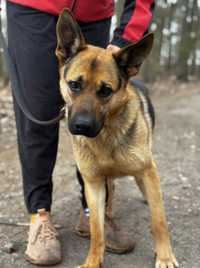 Jerry - towarzyski i aktywny