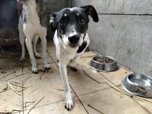 Łatka - pies który zrobił ogromne postępy