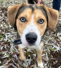 WUJA - pies do zakochania od pierwszego spojrzenia