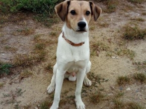 Pstryczek vel LEDZIK