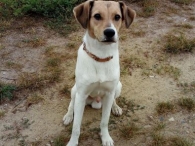 Pstryczek vel LEDZIK