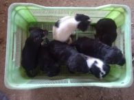 Szczenięta do adopcji