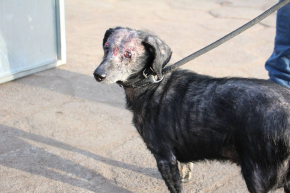 Delikatna DINKA – mimo strachu szuka bliskości