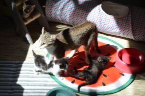 Czerwcowe kocięta- Fiona, Florek