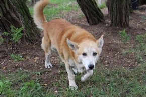 Żółty pies - Orion