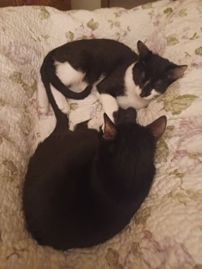 Węgielek i Karbonik