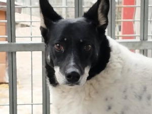 Kropka - Czy pies po takich przejściach nie zasługuje na dom ?