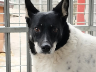 Kropka - Czy pies po takich przejściach nie zasługuje na dom ?