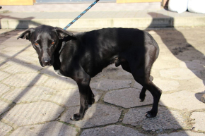 Speed - Energiczny młodzieniec szuka domu