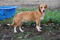 Sana, Sweeti, Smyk, Stefi