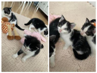 Dafne, Fred i Dejw- kociaki z czerwca