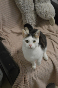 Jaś - koci dżentelmen