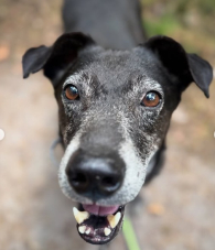 Pluto – spokojny, starszy gentelman szuka domu