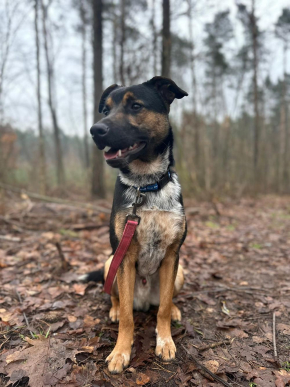 SKATE - nastolatek bez oznak buntu szuka domu