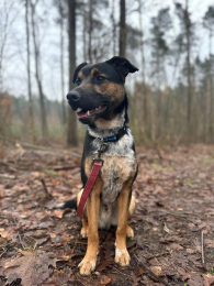 SKATE - nastolatek bez oznak buntu szuka domu