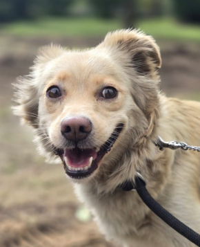 TEKLA – młoda sunia, która uczy się ufać