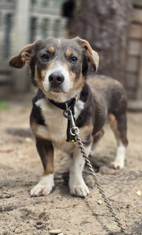 Majk - pies z trudną przeszłością