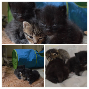 BAJKOWE MALUCHY- Bolek&amp;Lolek&amp;Tola