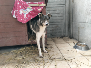 Sati - nieśmiała marzycielka