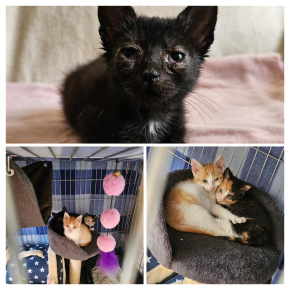 GANG Ulicznych kotów ❤️‍?✊️?Fela,Esmi i Wiktorek