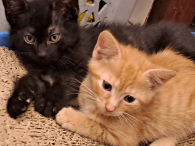 Drużyna RRR kocięta