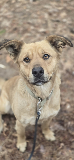 Bella - pies z przeszłością