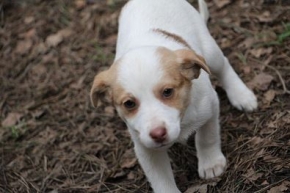 Goja, Gucia i Gryfik