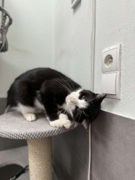 Bajka - kicia szuka domu jak z bajki