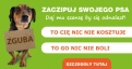 Zaczipuj swojego psa