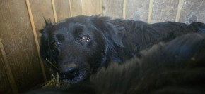 Panda – Waleczna dusza