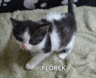 Florek