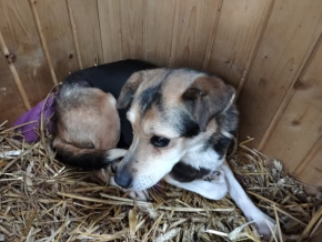 Nelka - niewidzialna suczka