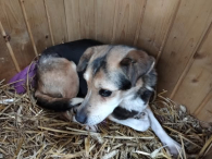 Nelka - niewidzialna suczka