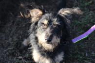 SEZAM - mały piesek z wielkim sercem