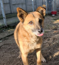 DINUŚ – chłopa po interwencji, chce do domku na zimę