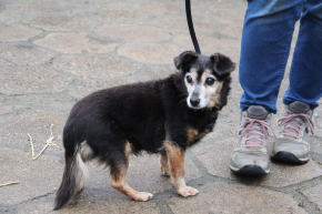 BUNIA - Psia emerytka szuka spokojnego domu