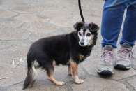 BUNIA - Psia emerytka szuka spokojnego domu